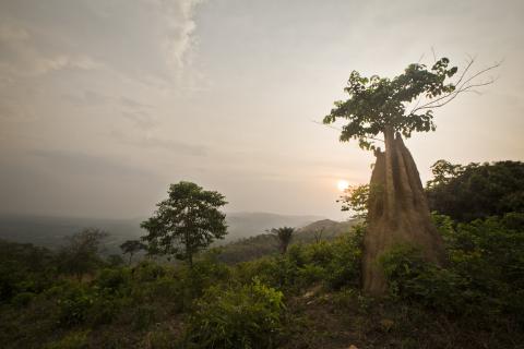 Forest landscape in Togo, photography by pere ubu (CC BY-NC-ND 2.0)