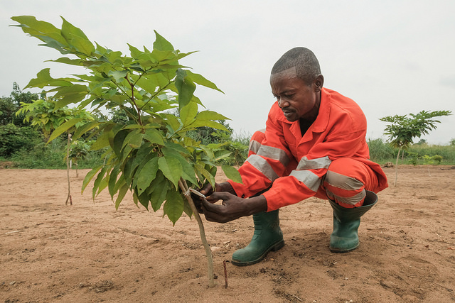 Afrormosia growing scheme at the Compagnie Forestiere et de Transformation (CFT) in Kisangani, DRC. Photo by Axel Fassio/CIFOR.