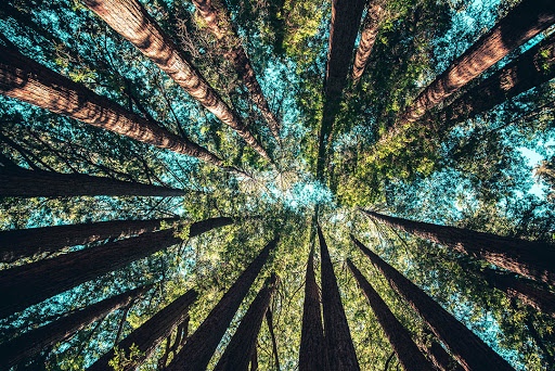 Sustainable Forests and Reaching the SDGs