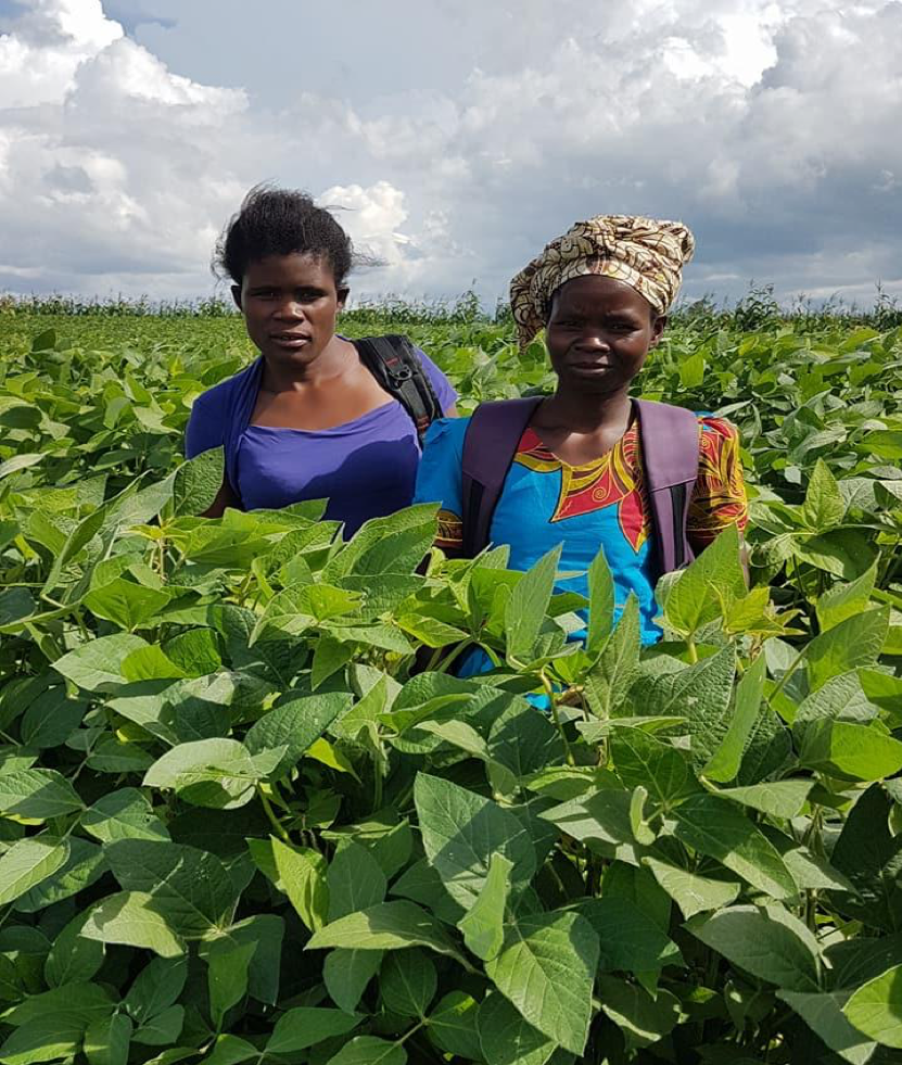 Farmers in Soybean field in Mozambique