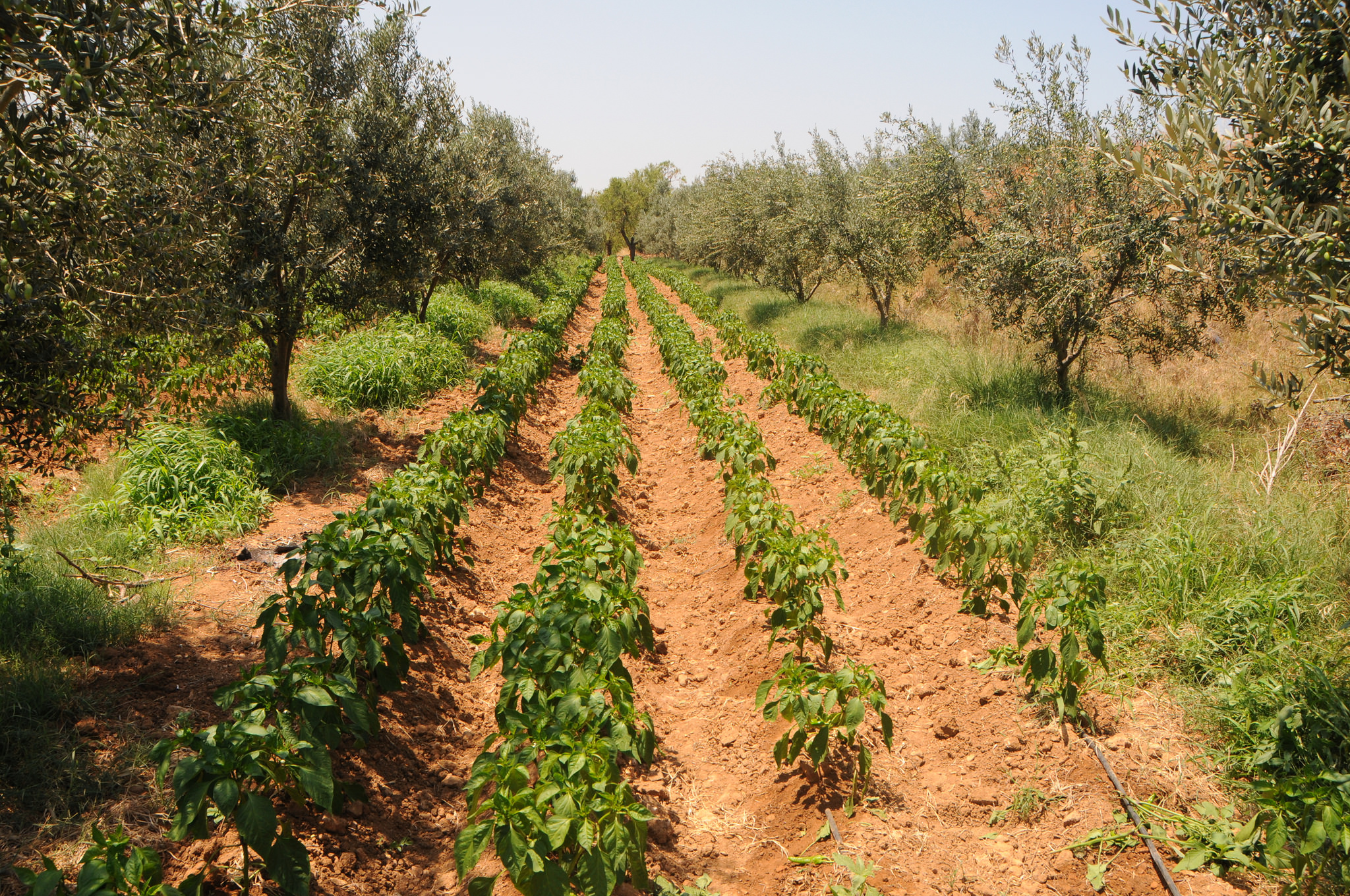 agriculture_tunisia.jpg