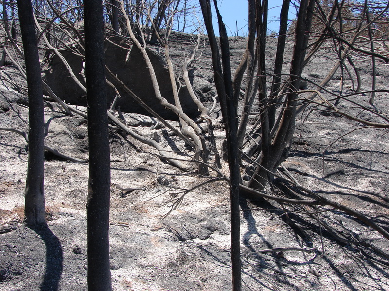 Incendio forestal