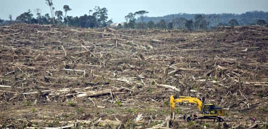 Oil palm cultivation in Indonesia and Malaysia has seen local agricultural economies move from semi-subsistence smallholdings on customary lands to big monoculture plantations using low wage labour (Photo: Rainforest Action Network, Creative Commons via F
