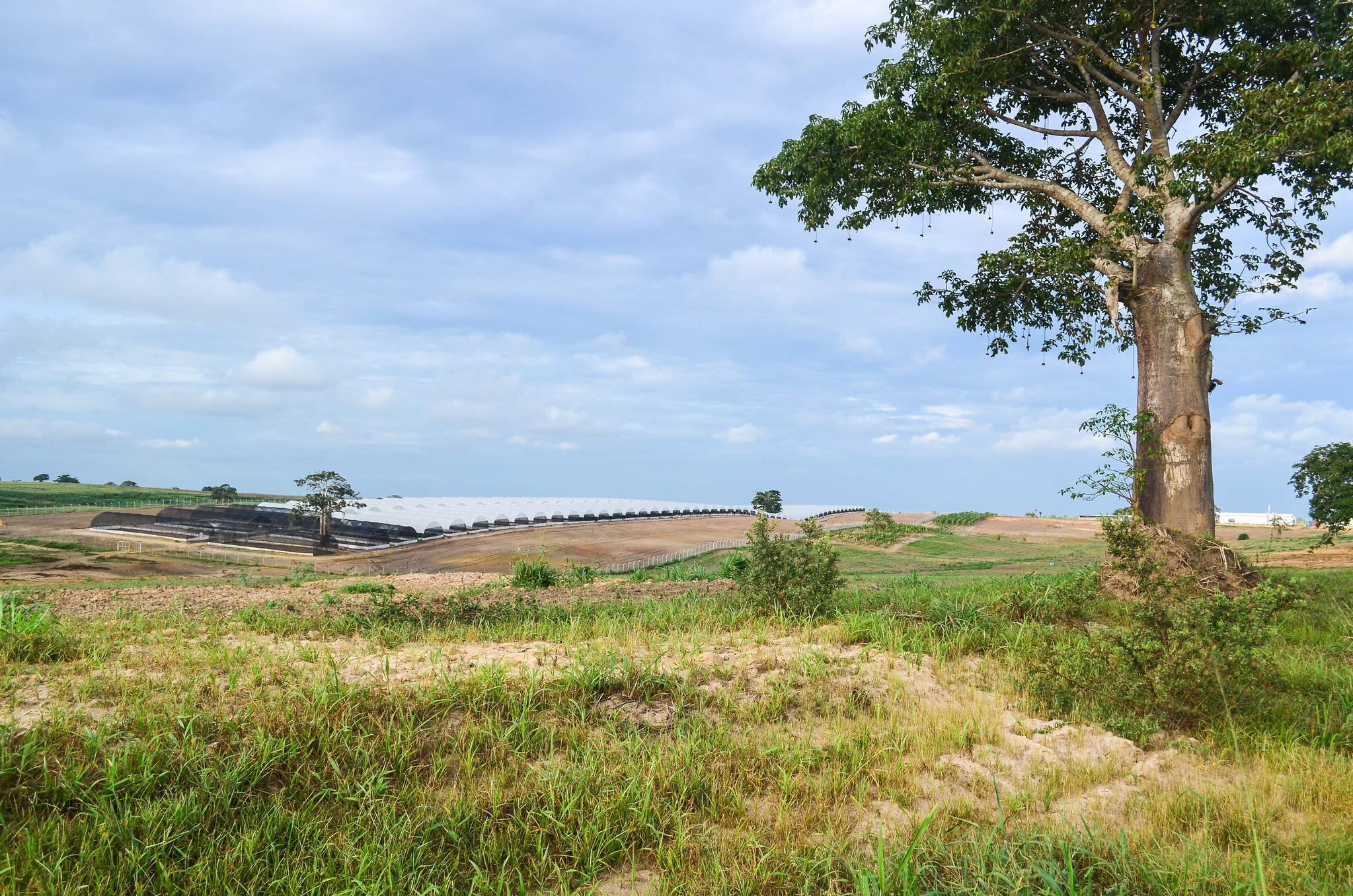 Una finca agrícola comercial, foto de JBDodane (CC-BY-NC-ND 2.0 license)