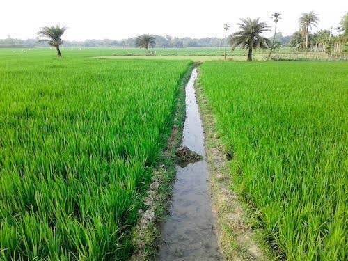      Canal et rizières au Bangladesh, photo de Vespertunes, licence Wikimedia Commons