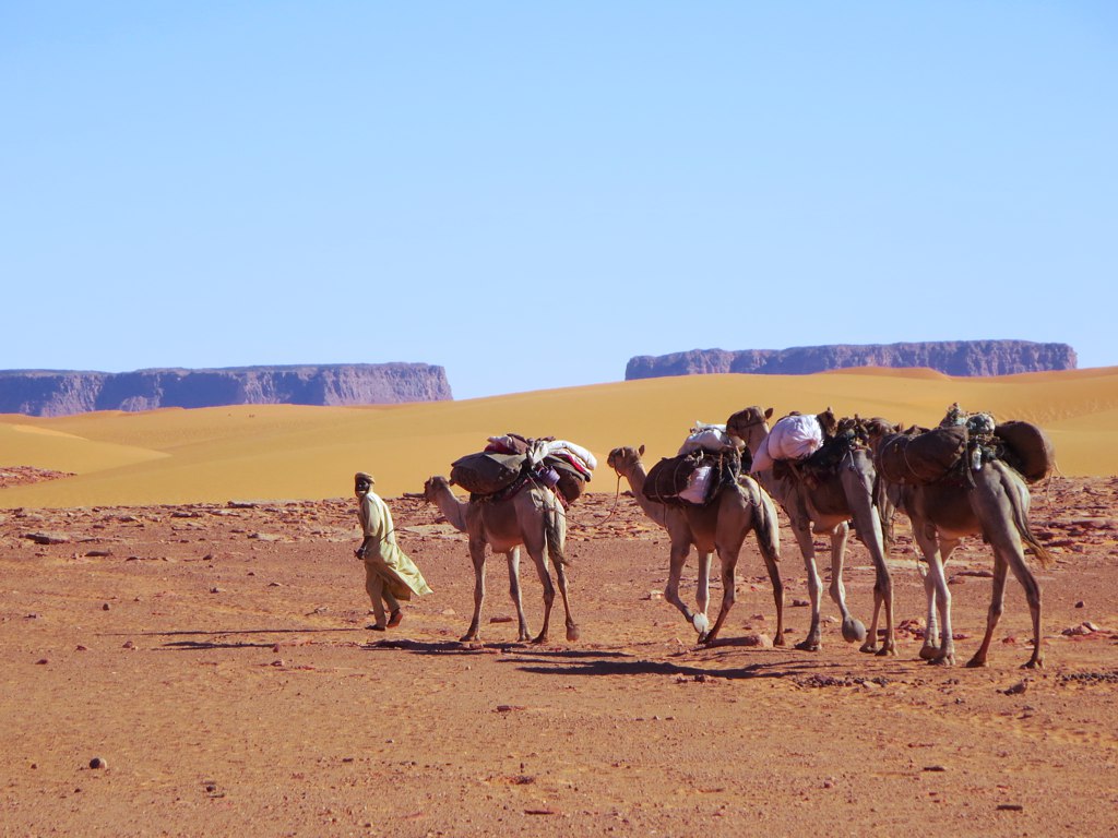 Camel caravan, photography by David Stanley (CC BY 2.0)