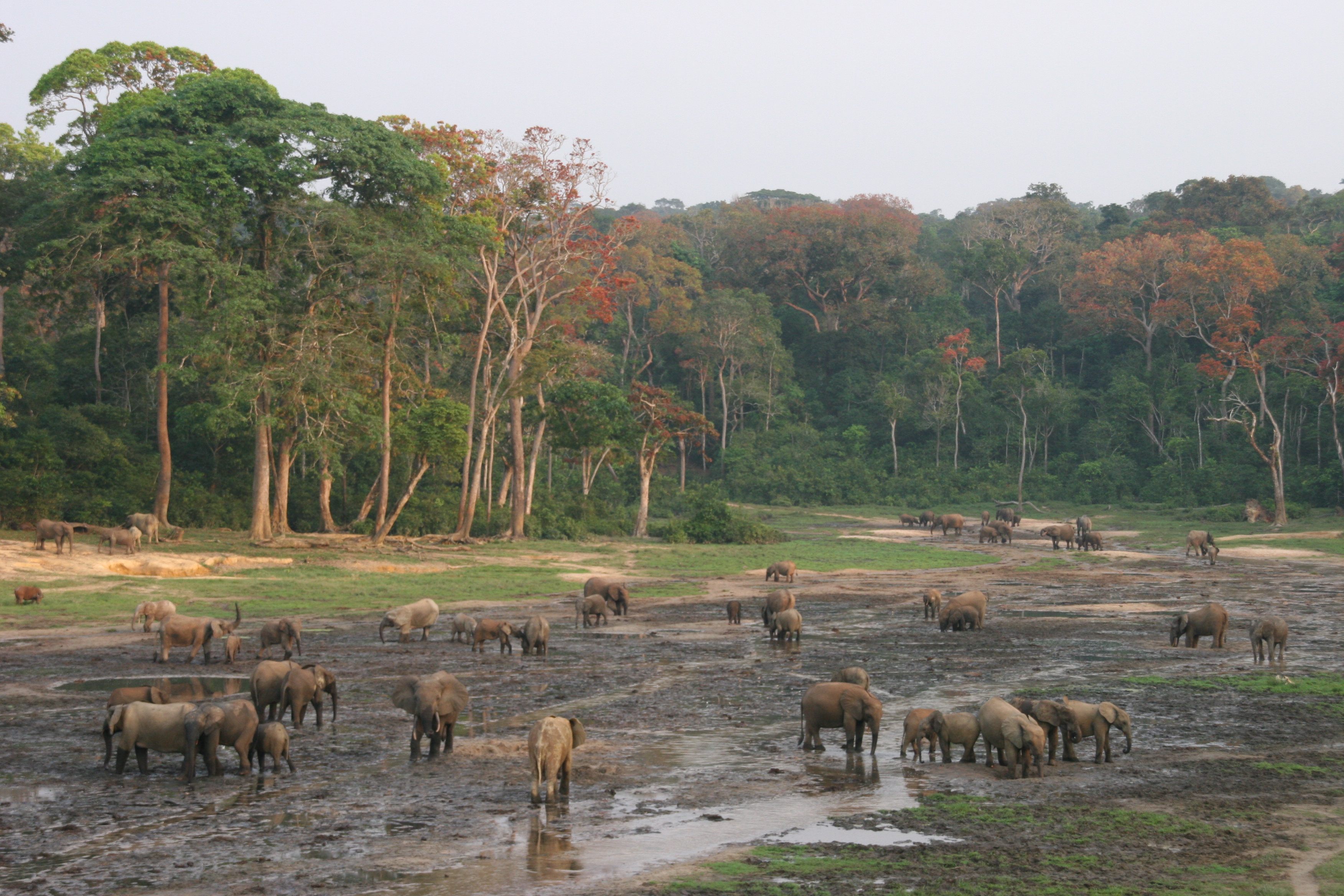 Éléphants s’attroupant dans une clairière, photographie par David Weiner (CC BY-NC 2.0)