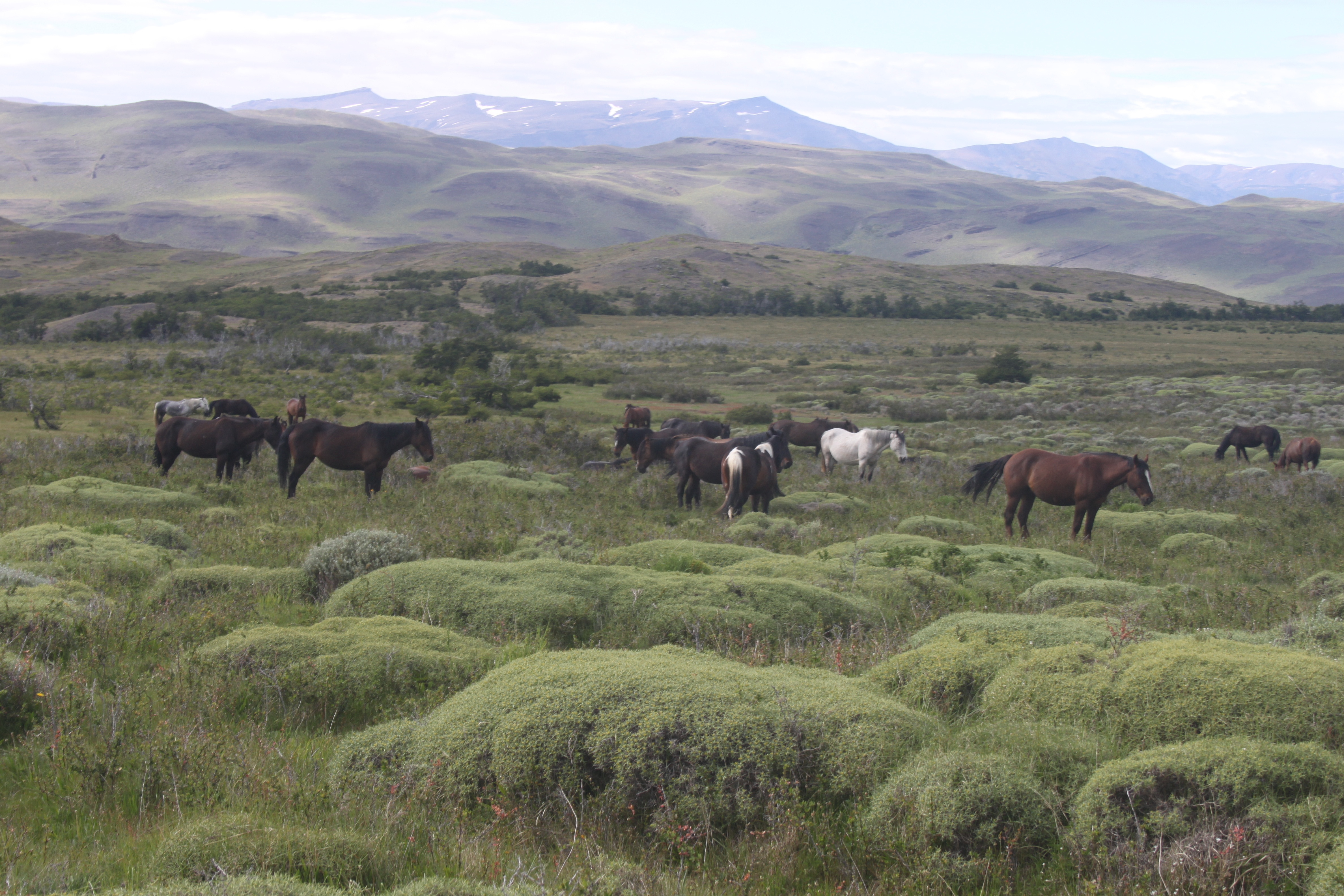 Horses in Chile, photo by Craig Bellamy, Flickr, CC BY-NC-SA 2.0