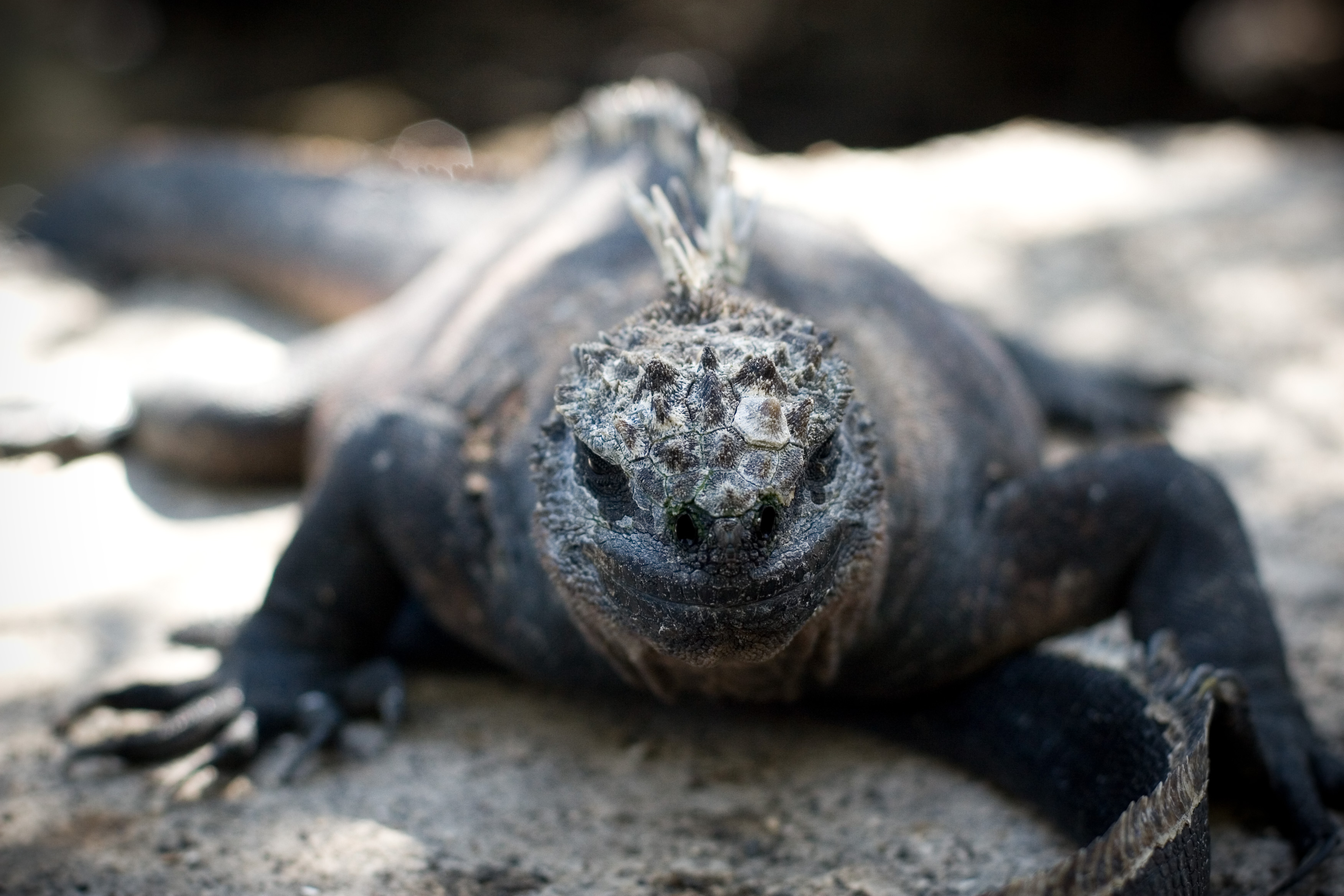 Iguana in Galapagos Islands, photo by Jay Grandin, Flickr, CC BY-NC 2.0