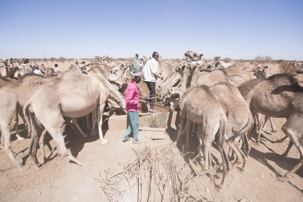 Les pasteurs traversent les frontières à la recherche d'eau, photo de l'UNICEF CC BY-NC-ND 2.0