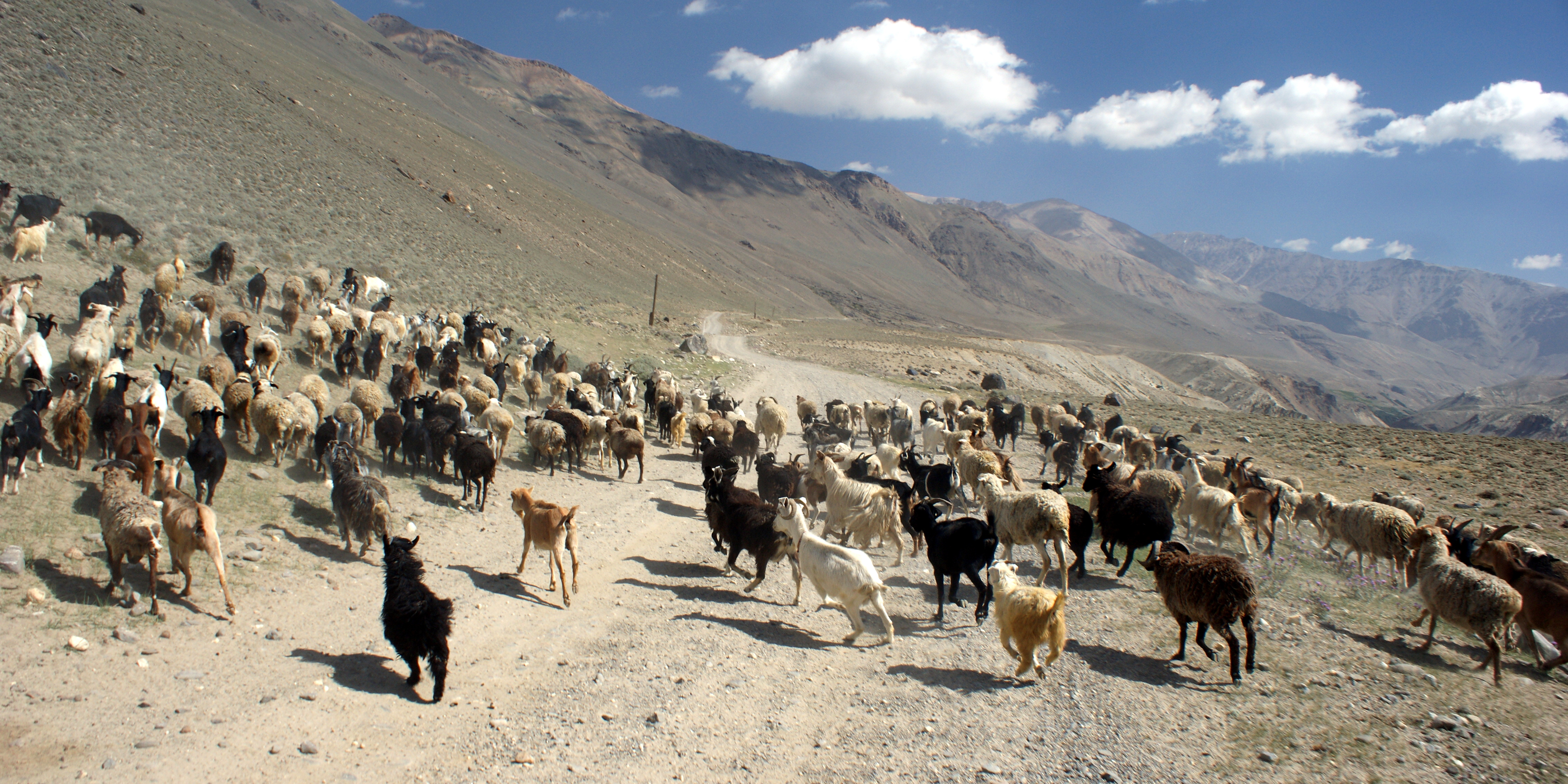 Sheep and goats crossing the street near Langar, Tajikistan, photo by Kondephy  (CC BY-SA 4.0)