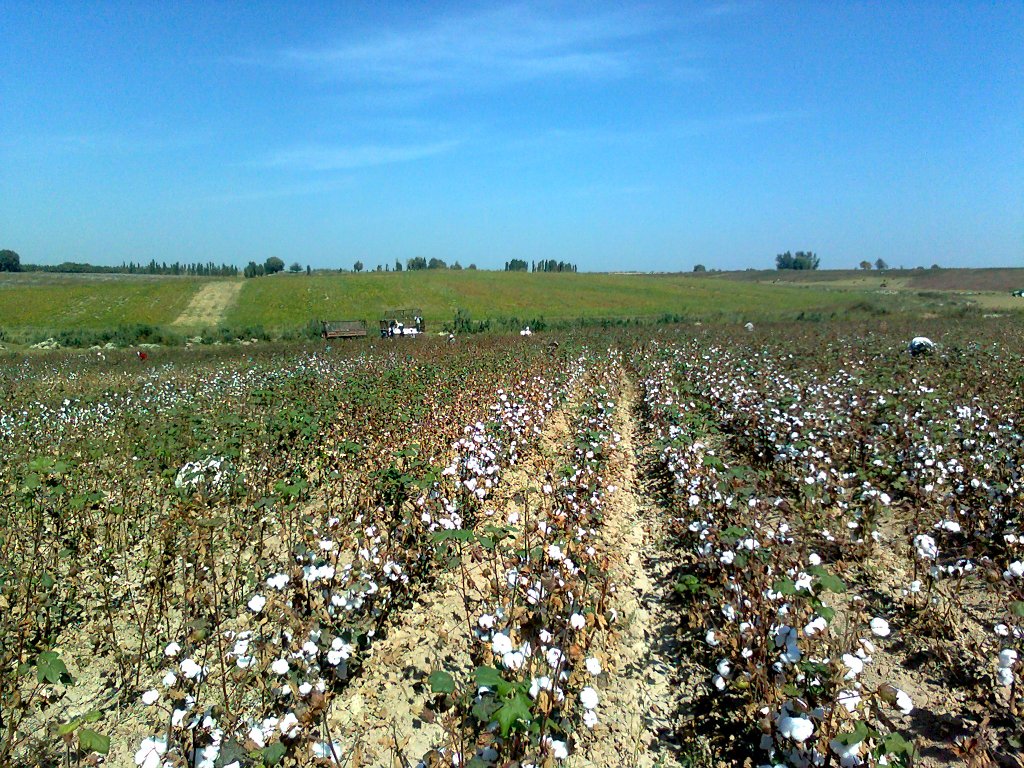 Cotton field in Tashkent region, Uzbekistan, photo by Shuhrat Ahmedov, CC 3.0  Unported licence