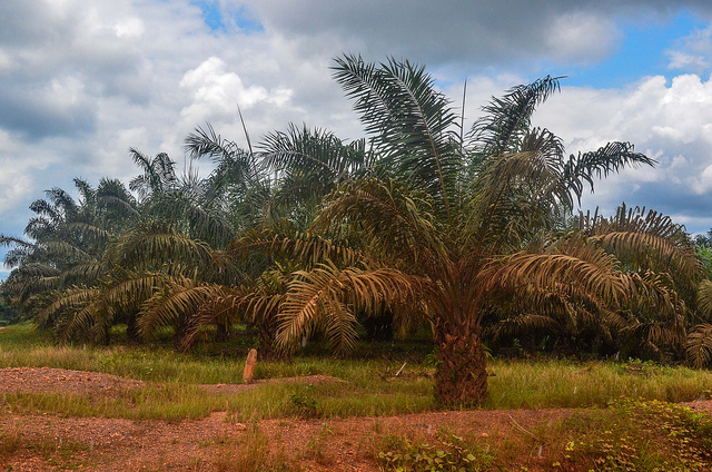 Ghana palm oil development, taken on 11 September 2013 in Ghana near Amantia Asuotwene. Photo by Jbdodane. 