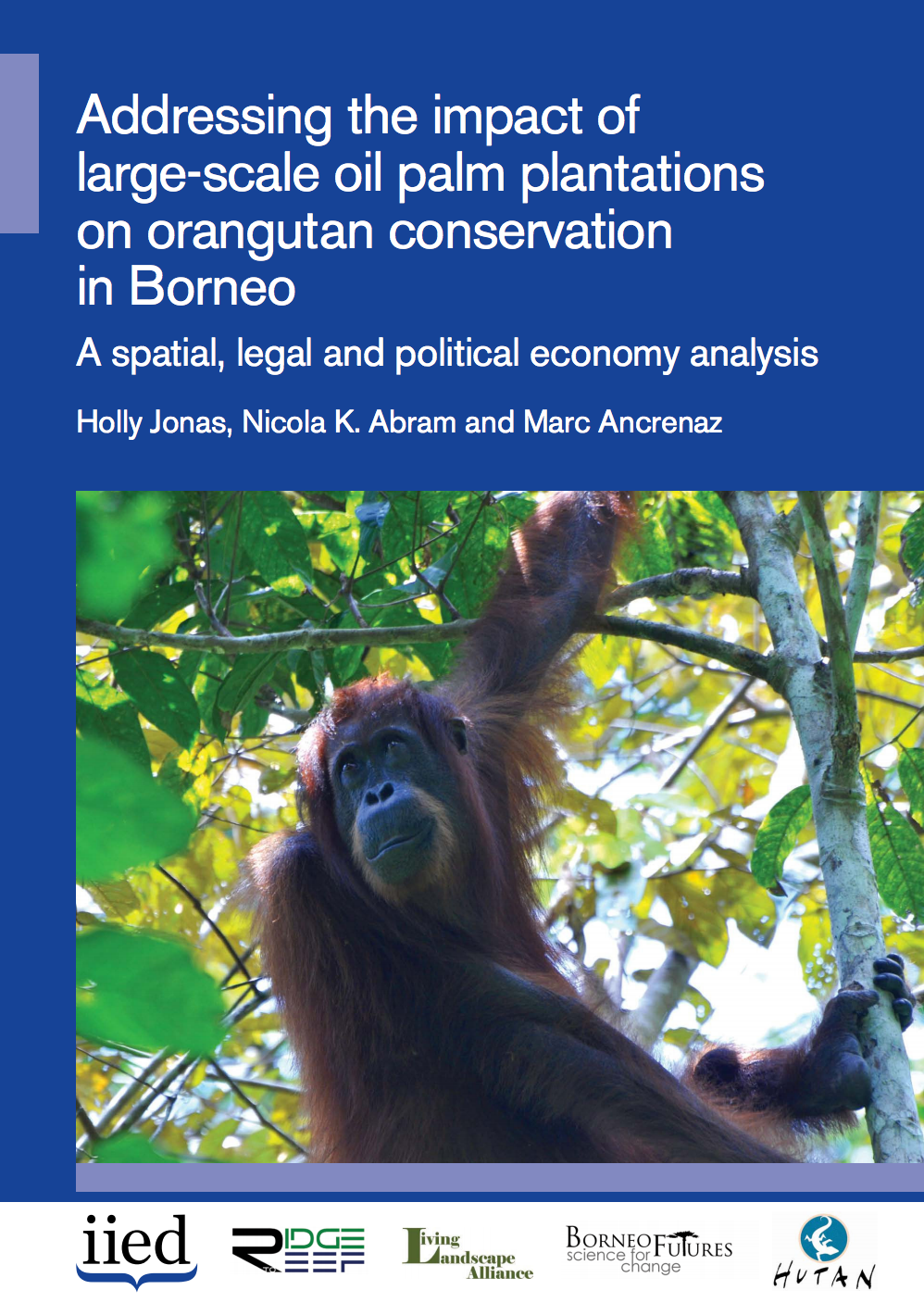 Addressing the impact of large-scale oil palm plantations on orangutan conservation in Borneo: A spatial, legal and political economy analysis cover image