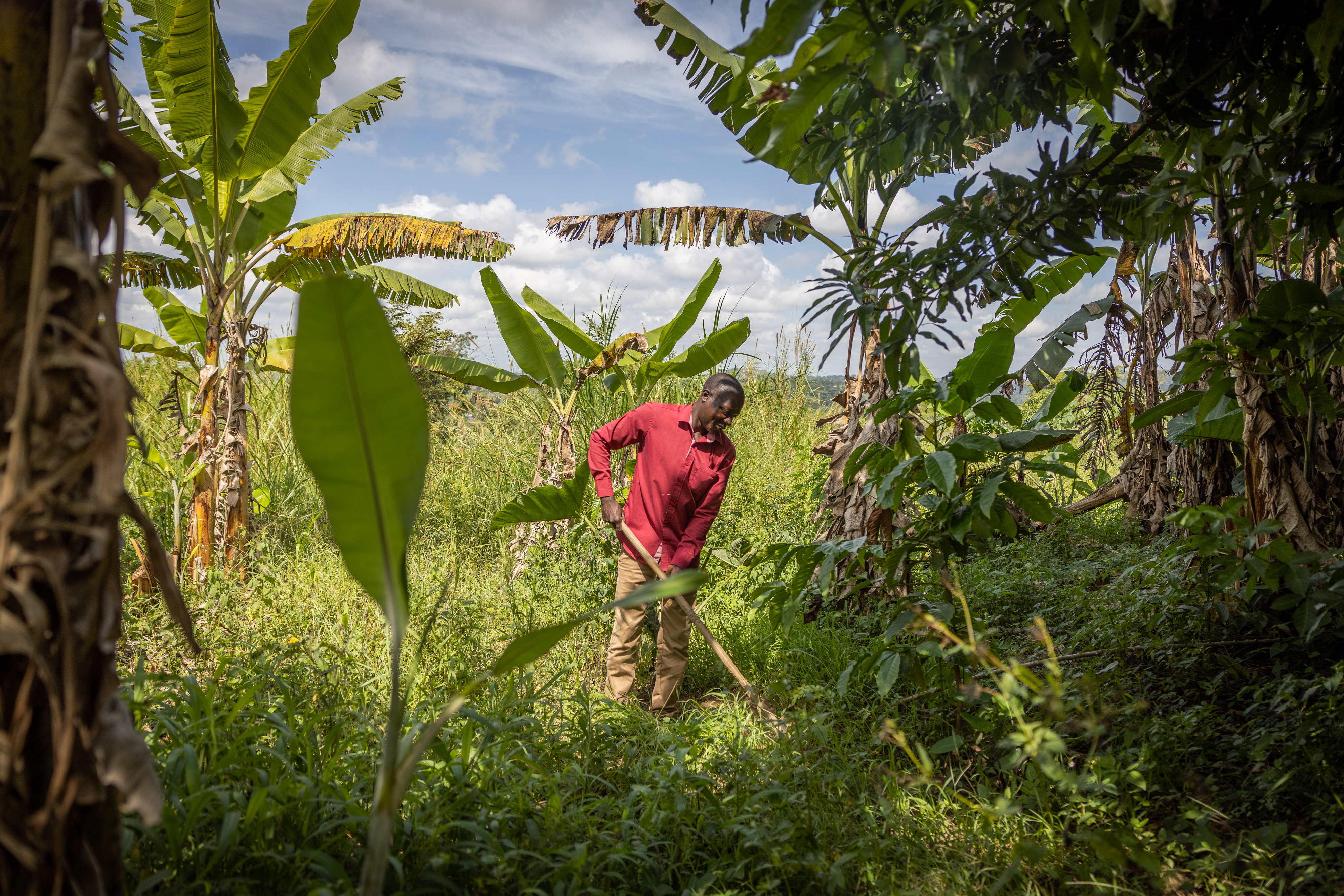 Man harvesting crops