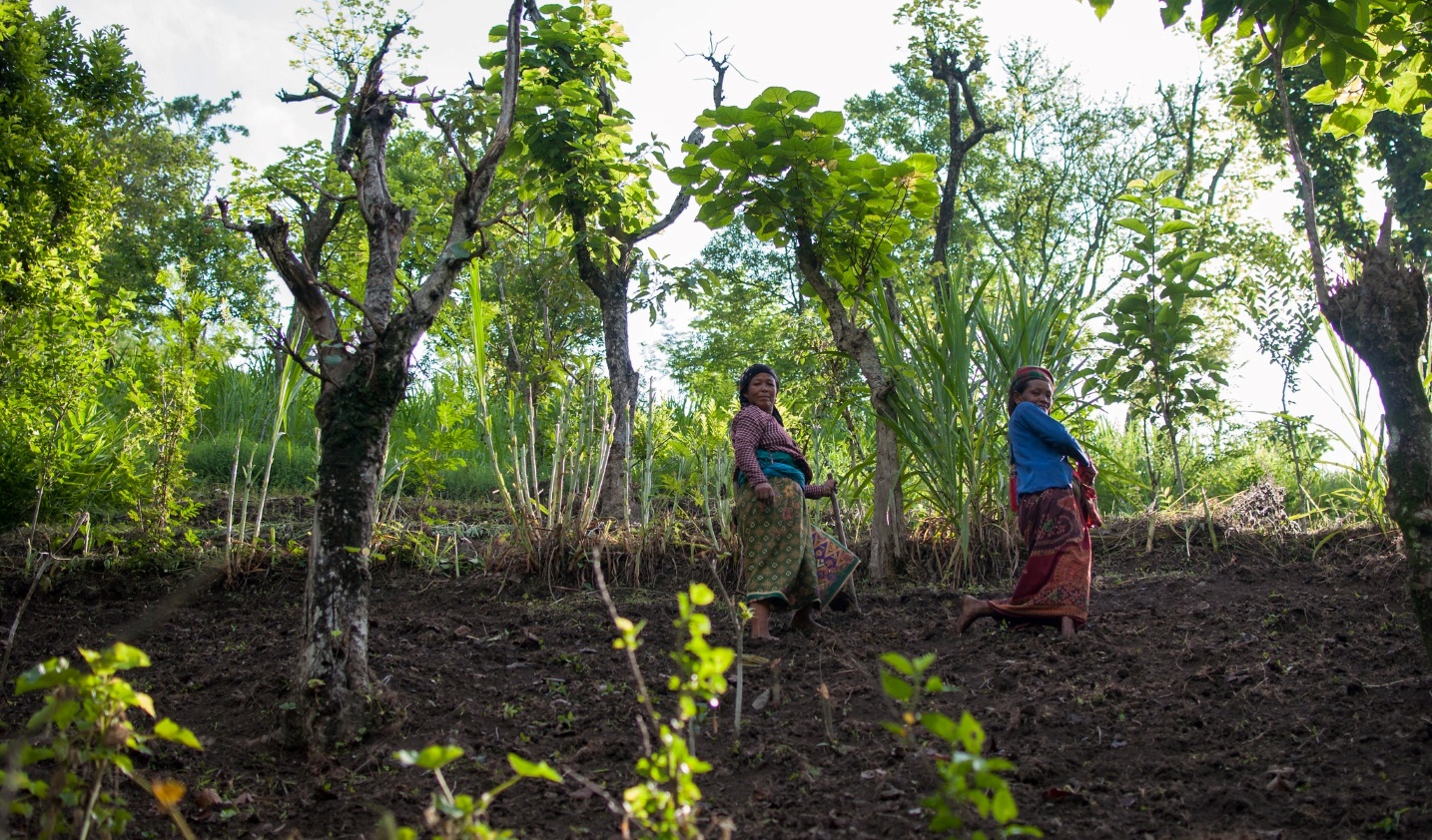   Plusieurs projets se concentrent sur le retour des paysages dégradés à des écosystèmes fonctionnels.  ©FAO