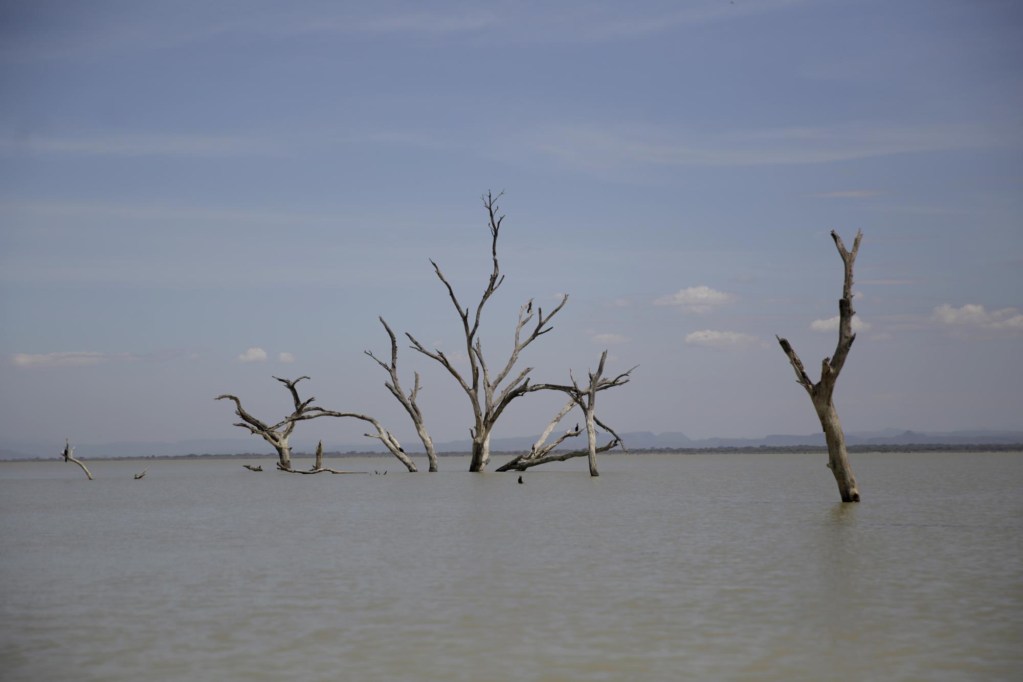 Deadwood trees are partially submerged at Lake Baringo in Kampi ya Samaki, Kenya, Wednesday, July 20, 2022. Water is rising in part due to climate change, and hippos and other animals are coming into contact with humans more frequently. (AP Photo/Brian In