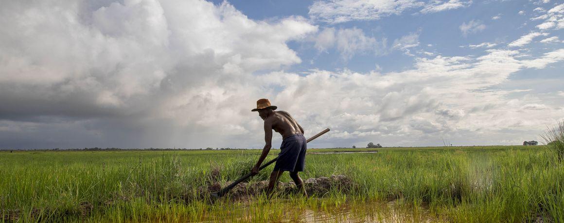  En Casamance (Sénégal).la riziculture traditionnelle de bas-fond est menacée par la montée des océ