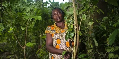 Chala Severine récolte du gnetum (okok) près du village de Minwoho, Lekié, Région du Centre, Cameroun. Photo par Ollivier Girard/CIFOR-ICRAF.