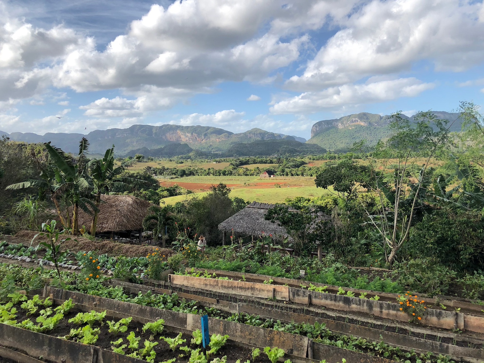 Organic Farm, Vinales, Cuba