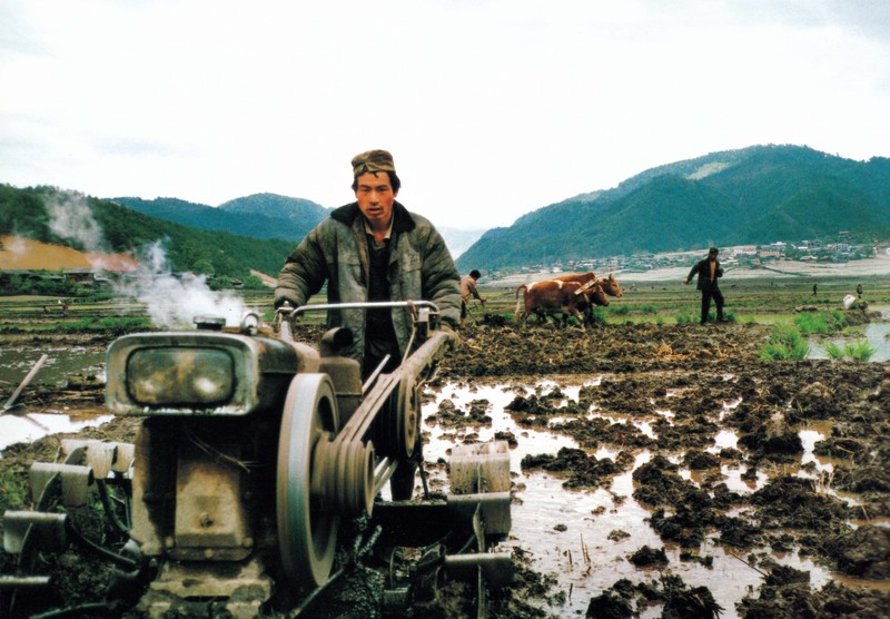 Chine. Les tracteurs permettent de réduire la main-d'œuvre, mais le bétail reste essentiel au maintien des pratiques agroécologiques. Guizhi Xiong@Greenpeace