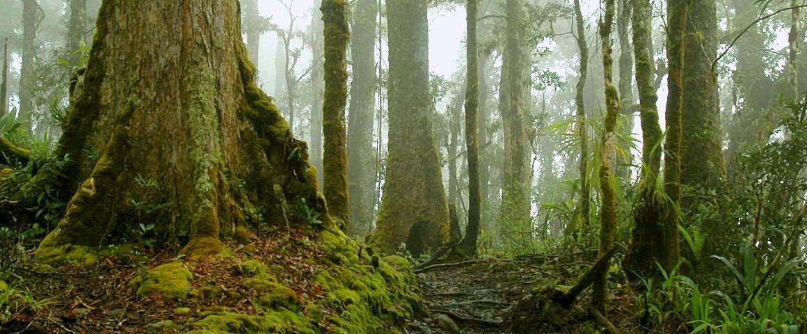 Forêt de montagne au Chirripo, Costa Rica © B. Locatelli, Cirad.