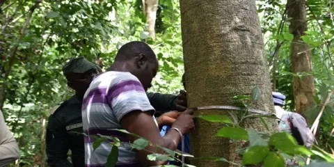 Un participant à l’atelier prend une mesure du diamètre à hauteur de la poitrine d’un arbre dans la 