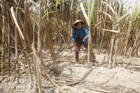 Cambodian farmers sue Thai sugar group Mitr Phol over alleged land grab