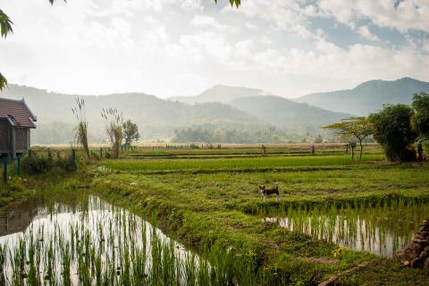 Field in Laos by Jev55(CC BY-NC 2.0)