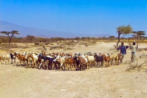 Boys and Cattle in Ethiopia, photo by Guush Berhane Tesfay/IFPRI,CC BY-NC-ND 2.0 license