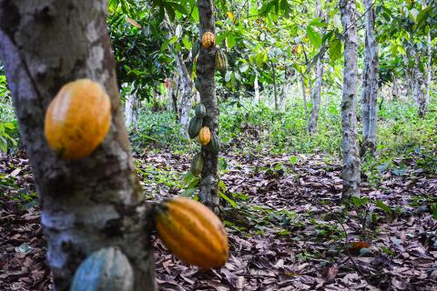 Cocoa plantations in Ghana, 2013 © jbdodane.com Attribution-NonCommercial-ShareAlike 2.0 Generic (CC BY-NC-SA 2.0) – downloaded from Flikr