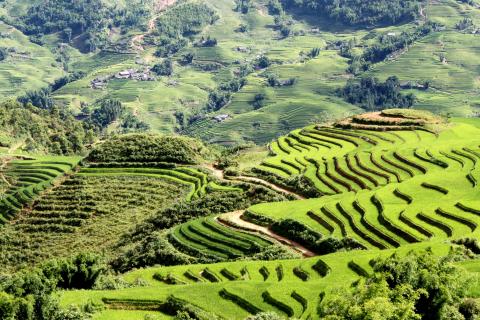 Rice terraces, Vietnam