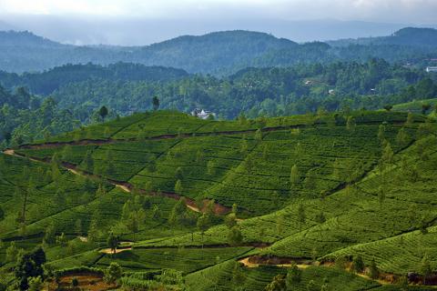 Tea plantations in Sri Lanka in 2013, photo by Kosala Bandara, Creative Commons Attribution 2.0 Generic license