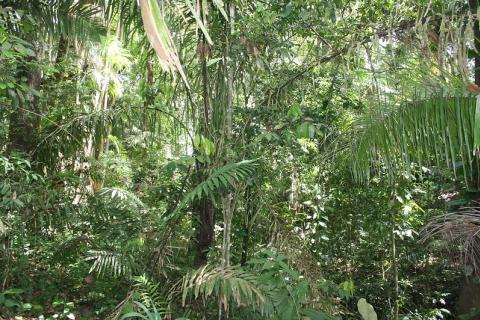 Panama Forest,Photo Credits:The UN-REDD Programme, Sonia Gonzalez