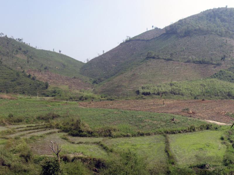 Figure 8: Clearing jungle for more profitable rubber trees - Muang Sing, Lao PDR (by Houston Marsh)