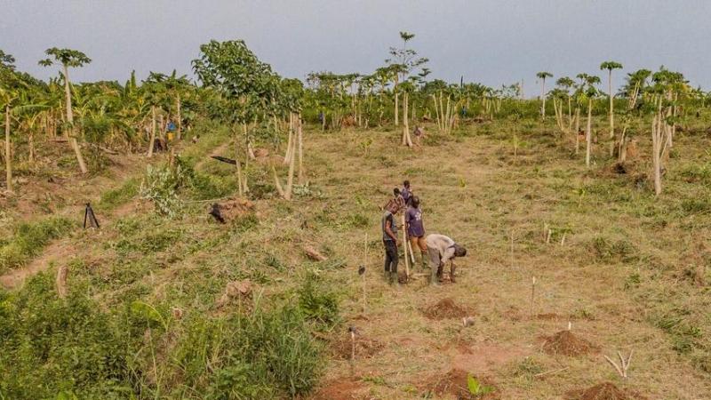 Etude de terrain sur la santé des sols en Forêt Classée de Téné, Côte d’Ivoire. © Cirad