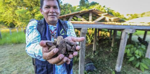 Sergio Perea, president of the Tres Islas community in Peru, presenting Brazil nuts. Photo credit: Juan Carlos Huayllapuma/CIFOR