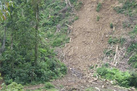 Frenética deforestación para reemplazar las tierras degradadas