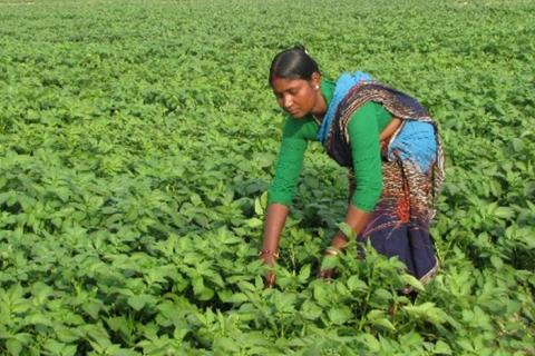 A USAID-PepsiCo partnership is targeting female farmers like Kora to demonstrate that empowering wom