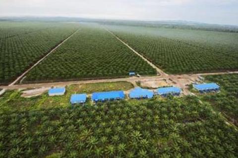 Oil Palm Plantation, Sarawak, Malaysia