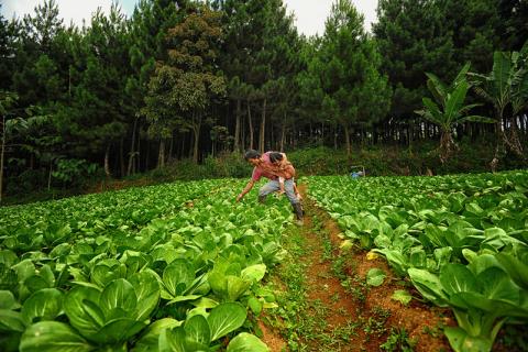 Cabbage plantation areas on the slope of mount Gede Pangrango Sukabumi, West Java, Indonesia.   Photo by Ricky Martin/CIFOR