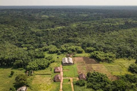 Plantation d’hévéas à Ngazi en RDC. Photo Axel Fassio/CIFOR-ICRAF