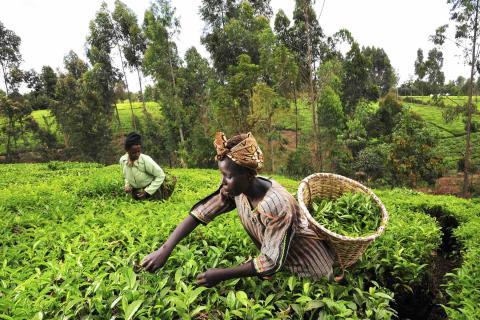 Foto: Alliance of Bioversity International and CIAT/Flickr