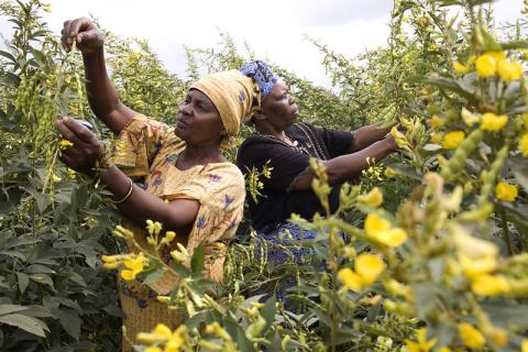 Foto: ICRISAT/Flickr