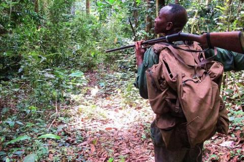 Chasseur dans la forêt tropicale gabonaise - projet SWM © D. Cornélis, Cirad Chasseur dans la forêt tropicale gabonaise - projet SWM © D. Cornélis, Cirad