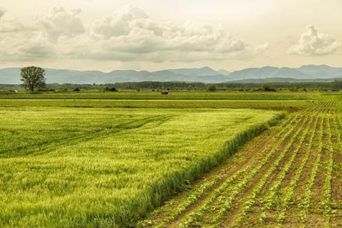  Pour des experts, diversifier les cultures est la clé de la sécurité alimentaire en Afrique. Crédit