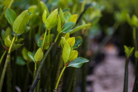 Mangrove seedlings at nursery, Mida Creek, Kenya credit Stephanie Foote.jpg