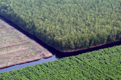 Paper giant APP linked to Indonesia peat clearing despite sustainability vow