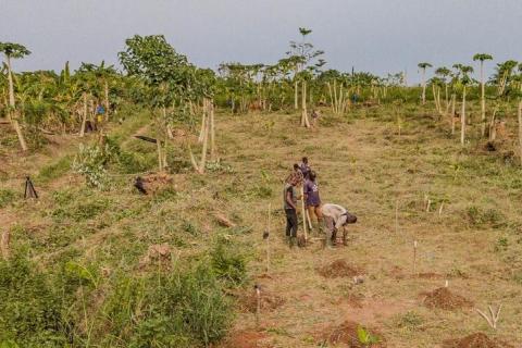 Etude de terrain sur la santé des sols en Forêt Classée de Téné, Côte d’Ivoire. © Cirad