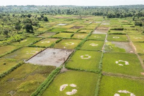 Rizières à Bambari, haut lieu de l'insécurité alimentaire en République centrafricaine. Crédit photo : Vincent Tremeau.